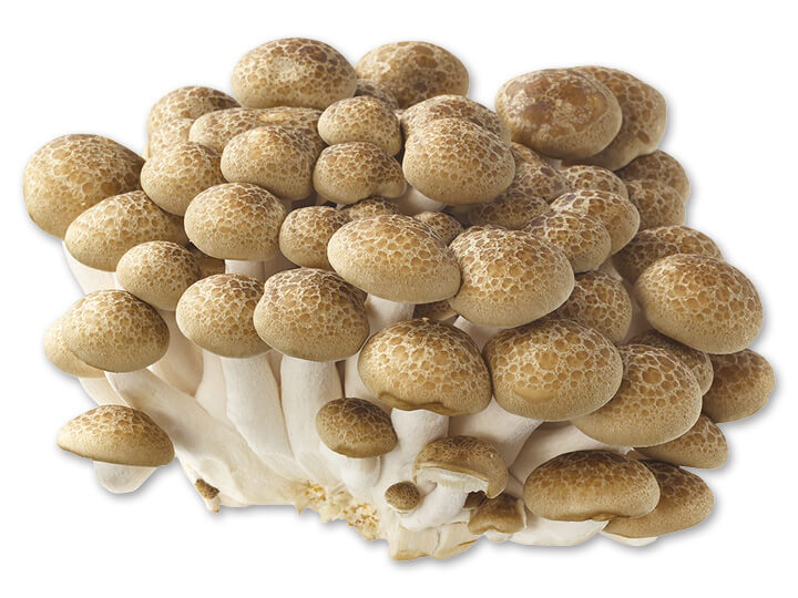 Buna Shimeji Mushroom 1 Pack Seiwa Market